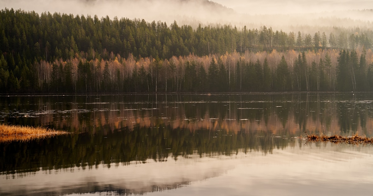 Still water reflecting a misty autumn forest, an image of slowing down and looking back